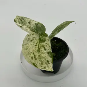 Variegated Scindapsus Jade satin  marble Indoor Plant with Vibrant Green Leaves and Durable Foliage
