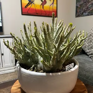 Plant Socotranum arabicum Moonstone