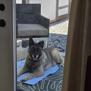 Cooling Pet Mat Eco-Friendly Cooling Pad for Large Dogs Pet Owners Pet and Cat House Use in Crate Tunk Camping Outdoors Portable Machine Washable Durable Without Gel Outdoor Activities Summer Extra Large Pad for Small Big Dogs Cats