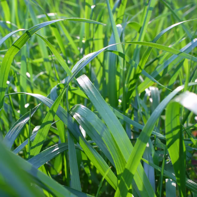 Bronson Forage Tall Fescue Seeds (Festuca arundinacea) High-yielding cool-season grass with strong regrowth. Perfect for hay or grazing with good heat, traffic, and drought tolerance.