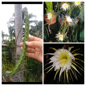 Selenicereus grandiflorus Cactus, Vining, Night Bloomer, Cutting with ariel roots