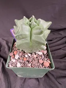 Astrophytum Myriostigma cv. Kikko 'Jester' - 1097