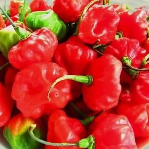 Cuban Ají Cachucha (Dulce Flavor) Potted Pepper Plant, 3-Gal Pot, 1-2 Ft Tall - Not Shipped to CA, TX, MS, LA, AZ, Puerto Rico or Any Island