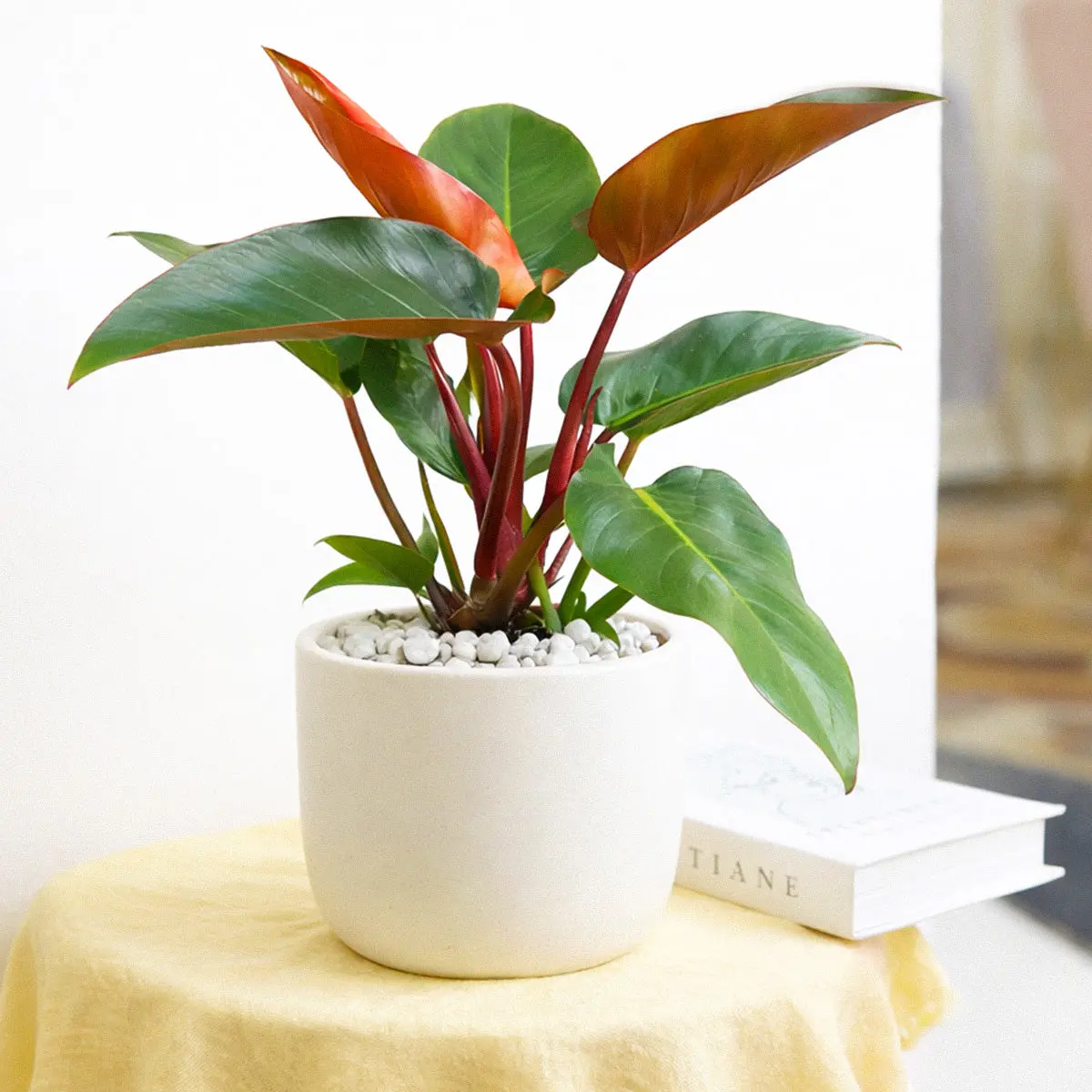 Philodendron 'Congo Rojo'