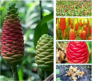 8 Live Ginger Shampoo Plants Rhizomes Awapuhi Zingibar Zerumbet Rooted Plant Bitter Ginger Plants, Ready to Planting