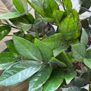 ZZ Plant Black Raven-Super Nova, Indoor Houseplant Supplies for Home Improvement & Garden Use