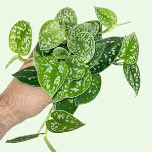 4" Scindapsus Pictus 'Argyraeus', Speckled Satin Pothos, Beginner Friendly Indoor Plant, Live Plant
