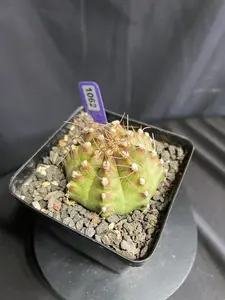 Gymnocalycium Mihanovicii Neon, Potted Cacti & Succulent Plant for Home Garden Decor