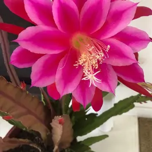 2 Branch of bare roots gradient pink Epiphyllum/huge noid Epiphyllum red, orchid cactus. live Epiphyllum shipped in 4'' pot/or cuttings