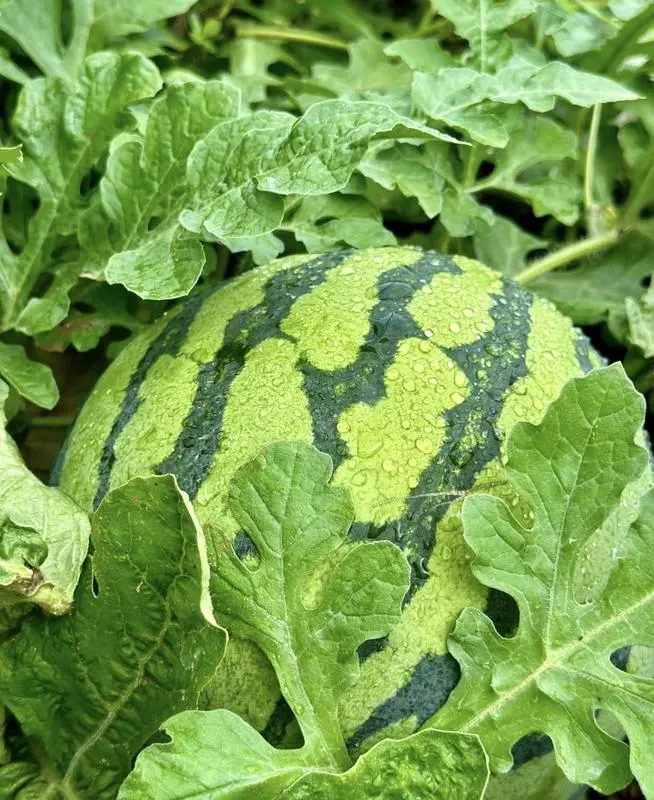 50 Pcs Watermelon Seeds for Planting Seeds Garden