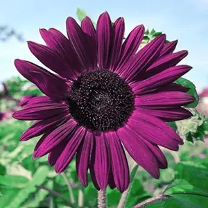 50 Pcs  Purple Sunflower Seeds for Plant & Grow Heirloom Chocolate Cherry Sunflowers in Home Outdoor Garden