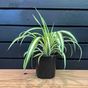 Spider Plant 4 Inch Pot