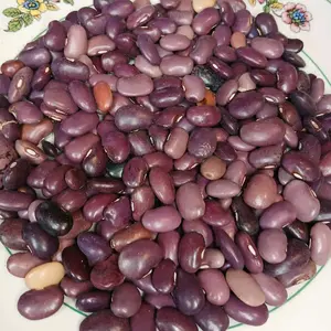 frijol de ayocote