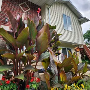 Canna Lily Bulb Bundle