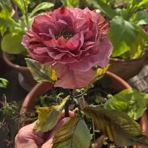 Rosa Heirloom Kit