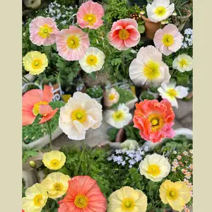 800 Pcs Poppy Flower Seeds – Bright Ornamental Flowers for Backyard Garden and Outdoor Planting, Seeds Only