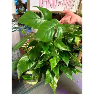 Epipremnum Pinnatum 'albo’ - 8" pot