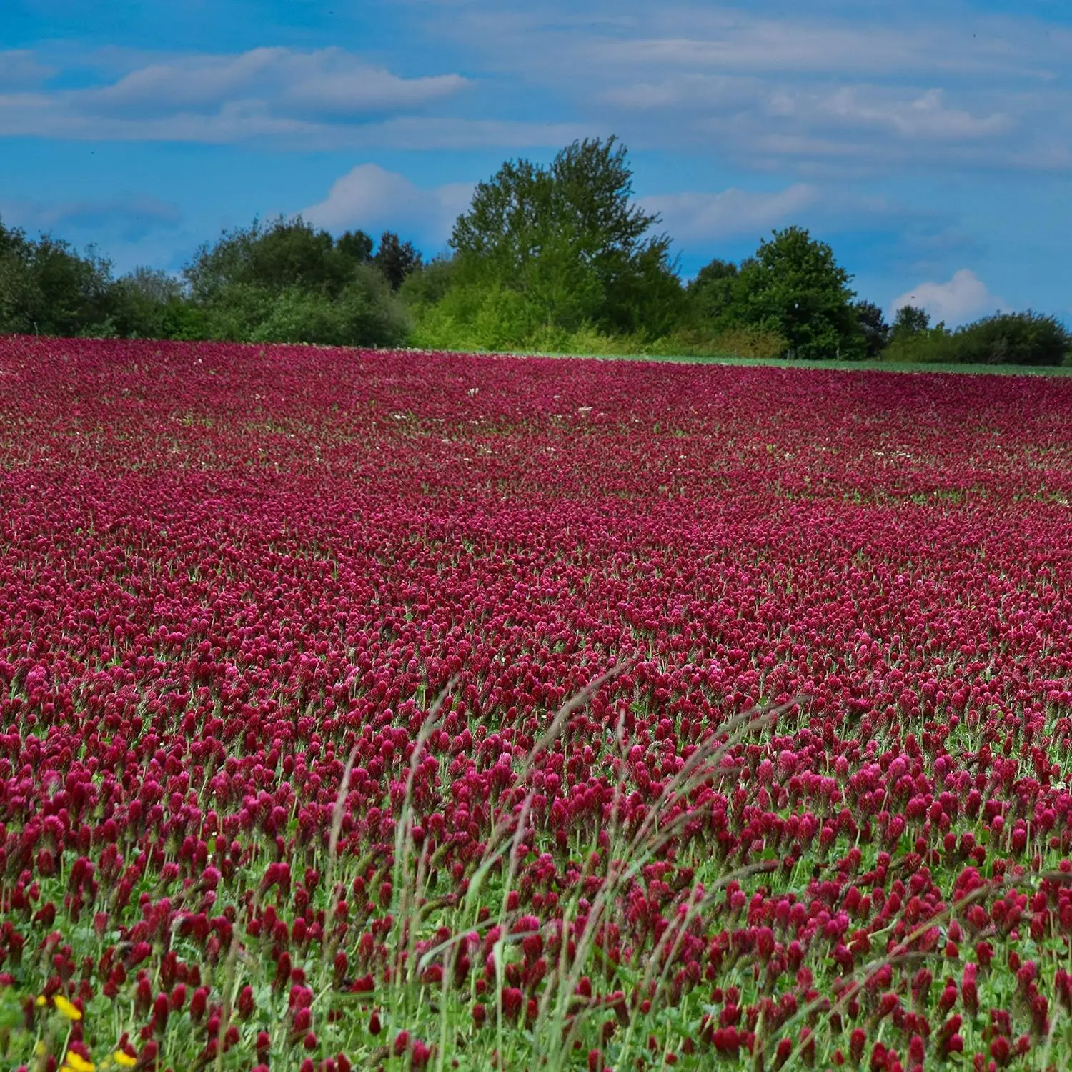 Crimson Clover Seeds - 1/4 lbs. Annual, Nitrocoated, & Inoculated Ground Cover Seeds, Ideal Clover Seed for Lawn, Cover Crop, Pasture, Hay, Green Manure & Wildlife Forage