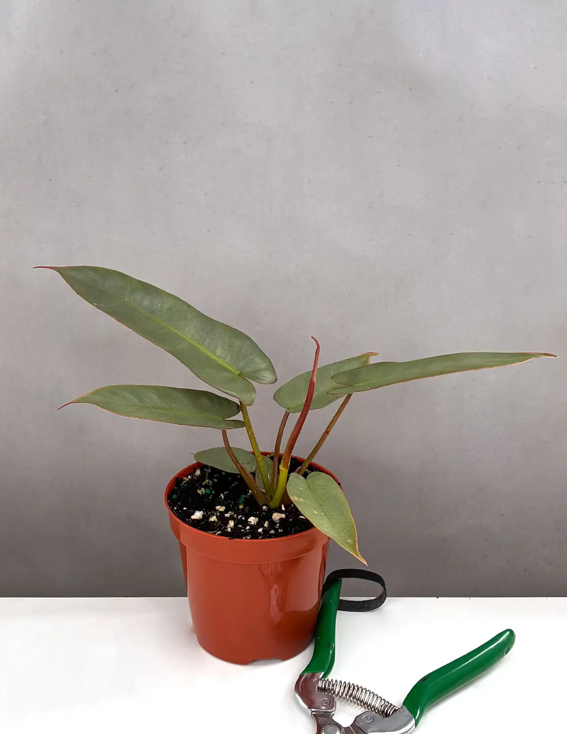 Philodendron Atabapoense