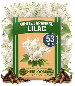 Japanese White Lilac Plant Seeds – 53 Heirloom 𝗡𝗢𝗡-𝗚𝗠𝗢 𝗨𝗦𝗔 Flower Seeds – Grows Into Fragrant Lilac Bush or Tree, Easy to Grow, Supports Pollinators (Syringa reticulata)