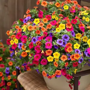 5000+ Petunia Seeds - Mixed Rainbow Color, Bonsai, Grandiflora Flowers, 1500 mg Heirloom Seeds, Flower Seeds, Pollinator Garden, Open Pollinated, Non-GMO, Indoor and Outdoor large bloom
