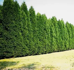Leyland Cypress Tree Live Plant 2.5-inch pot - Fast Growing Evergreen Tree - Cupressocyparis Leylandii -  Plants for Garden Growing