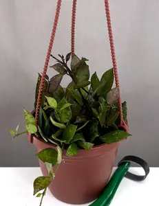 Hoya Krohniana Black