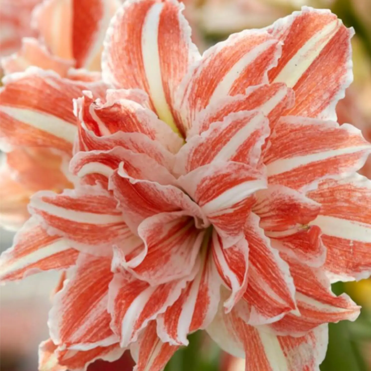Hippeastrum Seeds – Stunning Amaryllis Flowers, Beginner-Friendly & Non-GMO, Easy to Grow for Garden, Pots, Indoor & Outdoor, Large Blooming Ornamental Flower, Perfect Gift for Garden Lovers