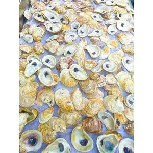 Combo Oyster Shell Set Flats Cups 2 4 Perfect for Crafting Wedding Decor and Unique Displays Hand Picked for Quality