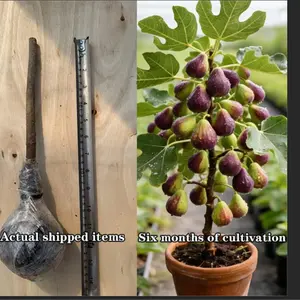 Mission Fig Tree Live Plant, Perennial Fruit Tree, Hardy and Easy-to-Grow Starter Plant for Gardens & Yards