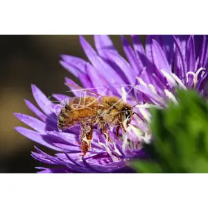Petals and Pollen in Harmony (Digital Download)