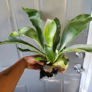 Staghorn Fern Staghorn Fern