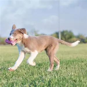 KONG Teething Stick