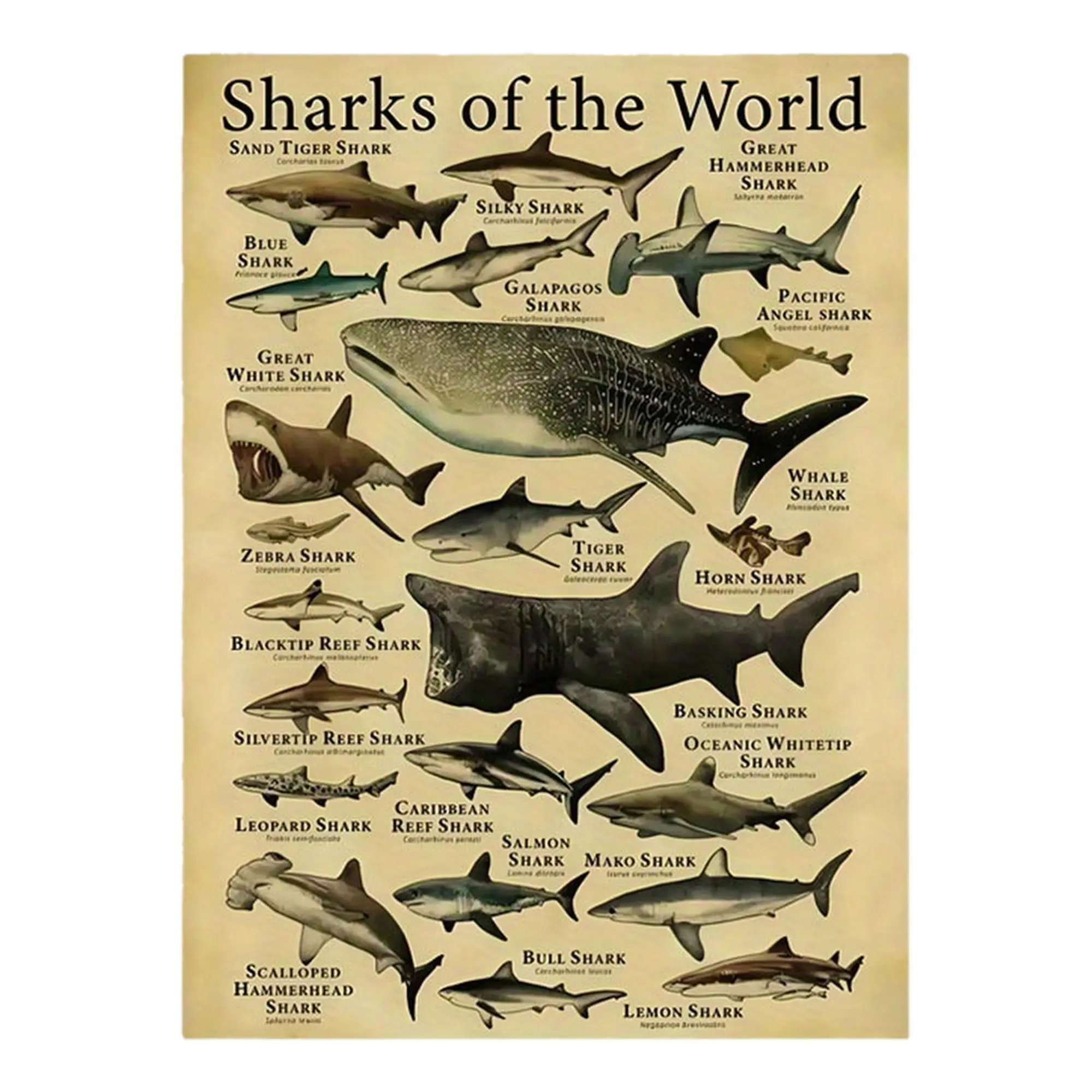 Sharks of the World Canvas Wall Art, Vintage Shark Species Chart Poster, Educational Ocean Animal Print, Unframed Poster & Framed Canvas Wrap, Coastal Marine Biology Decor