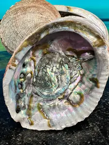 Abalone Shell