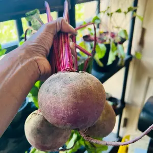 Organic Beet Seeds Natural