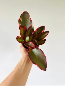 Peperomia Red Panda - 4" Pot