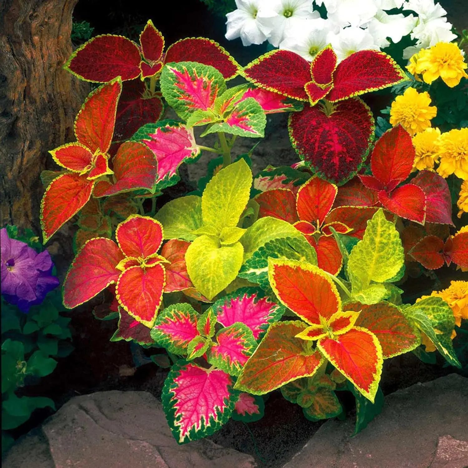1000+rainbow Coleus seeds, plant beautiful Coleus plants in your home garden