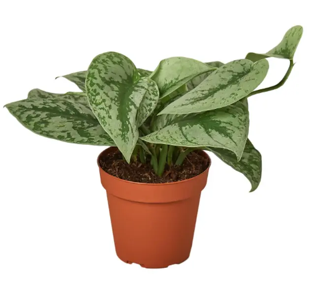 4" Scindapsus Pictus Exotica Plant