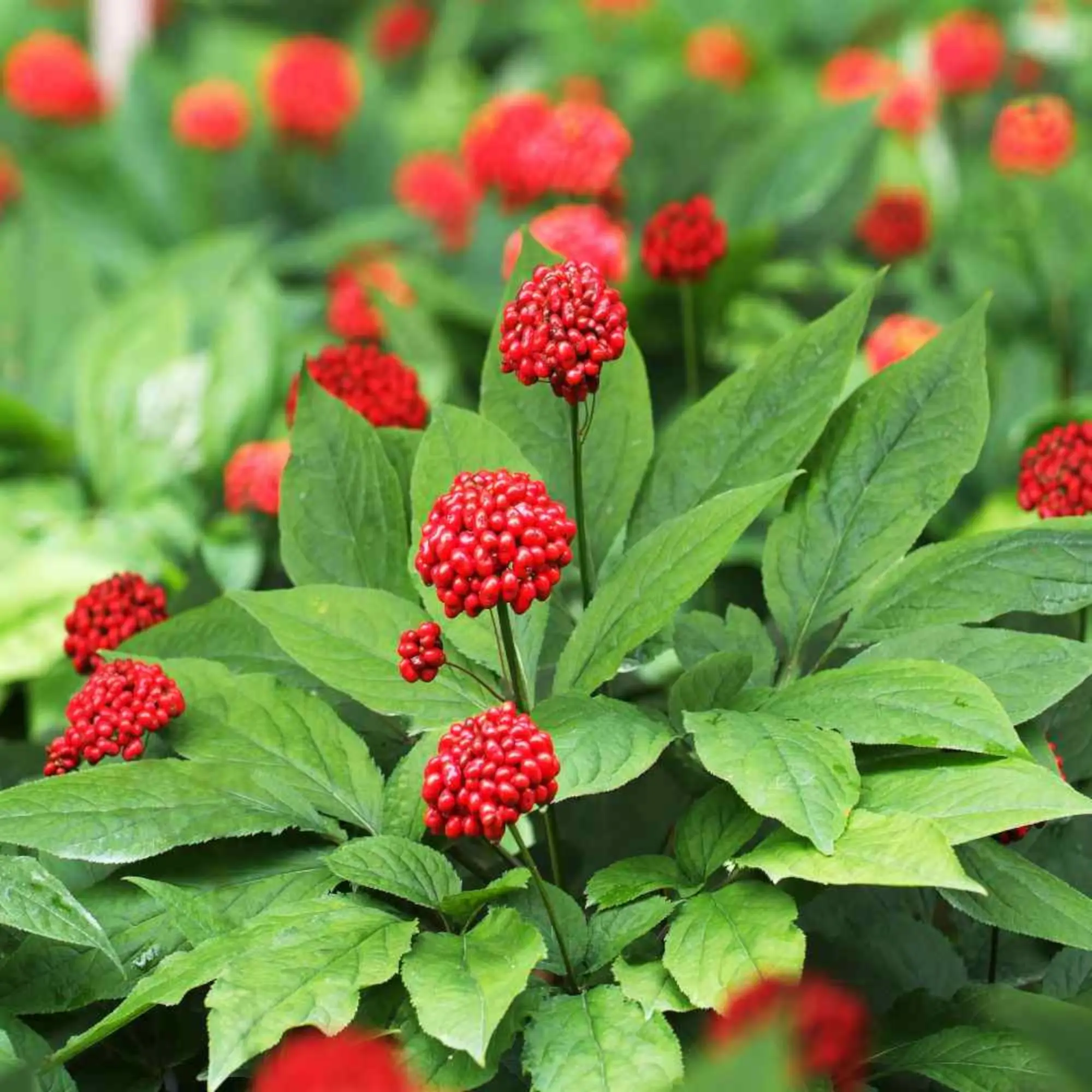 Asian Ginseng Seeds - Premium Panax ginseng for Shady Woodland Gardens - Rare Medicinal Herb - Zones 4-8 - Summer Planting - Unique Garden Addition
