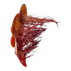 Red Root Floaters – Live Aquarium Floating Plants (4 Pack)