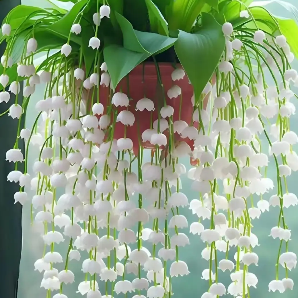 1000 pcs Lily of the valley flower seeds cold-resistant and heat-resistant potted plants lndoor and outdoor balcony flowers and green plant seeds