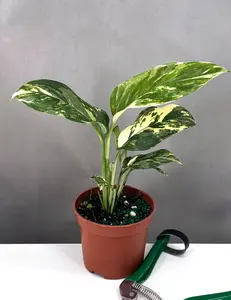 Monstera Lechleriana Variegated