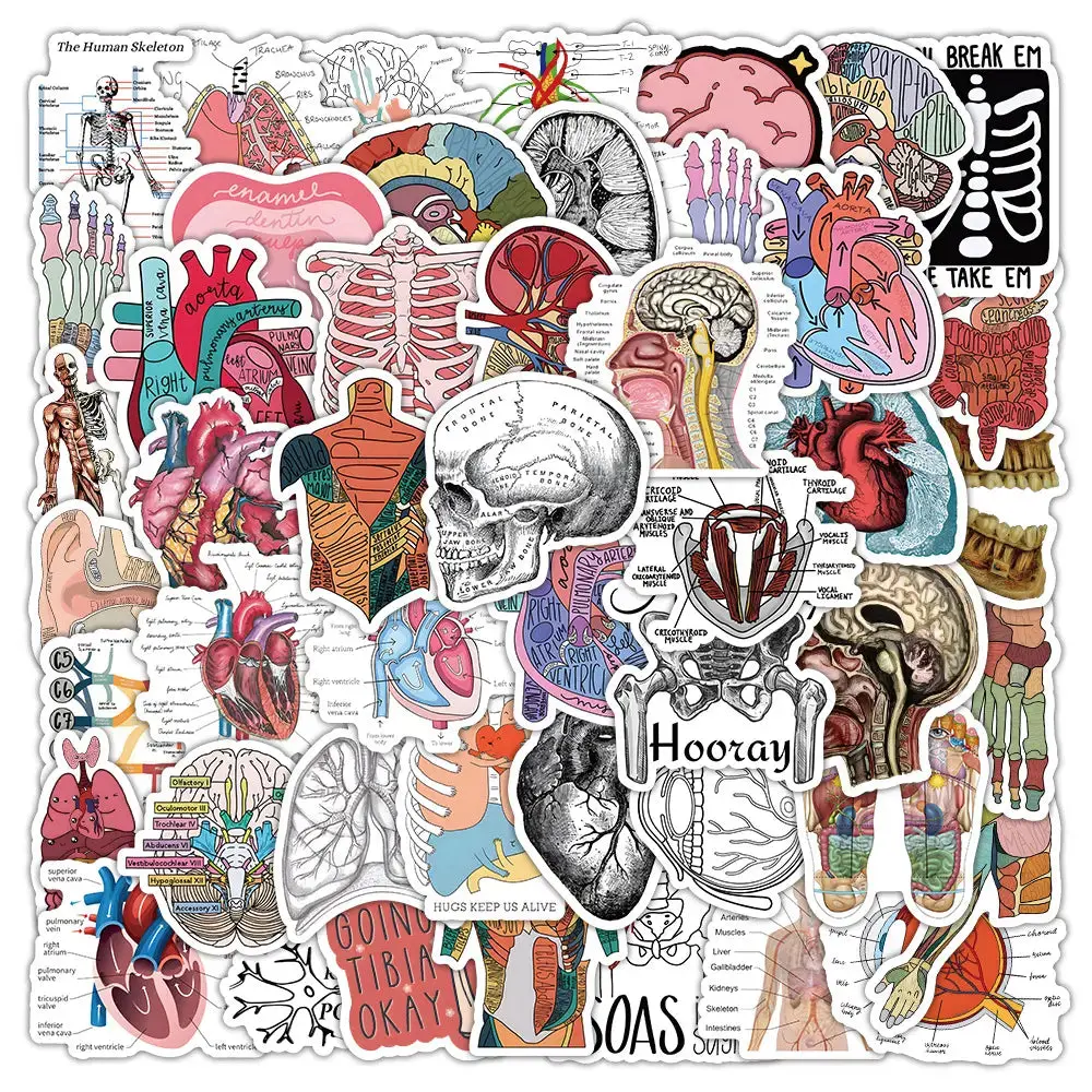 50 Anatomy Stickers for EMT Paramedic Nursing Students Great for Notebooks Waterproof Vinyl Medical Visual Aids & Reminders