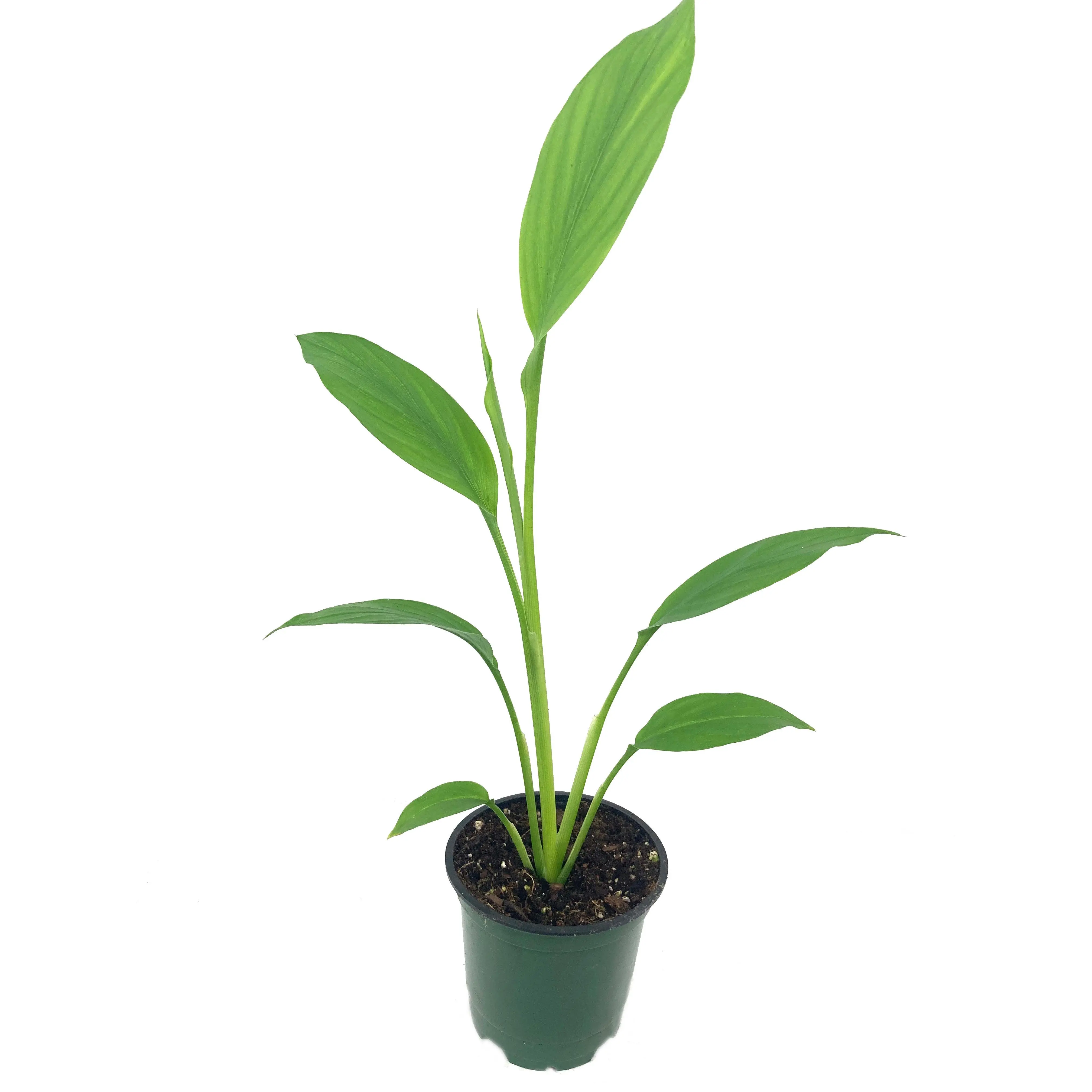 Turmeric Plant - Live Plant in a 4 Inch Grower's Pot - Curcuma Longa - Grow Your Own Spices in The Garden
