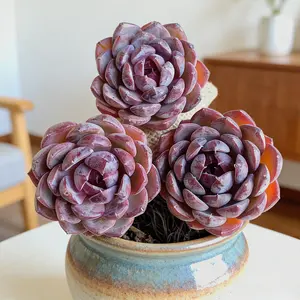 Viral Echeveria ‘Blueberry’ Succulent 1pc – Colorful Live Plant | Bare Root, Easy-Care Aesthetic Plant Gift & Home Decor