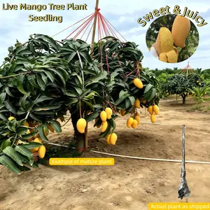 Live Mango Tree Plant Seedling I BeginnerFriendly Fruit Tree for Backyard GardenITropical Home Gardening Plant easy-to-cultivate tree seed