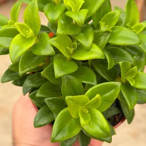 Christmas Holly Goldfish Plant – 4” Pot | Festive Blooms, Easy Indoor Houseplan