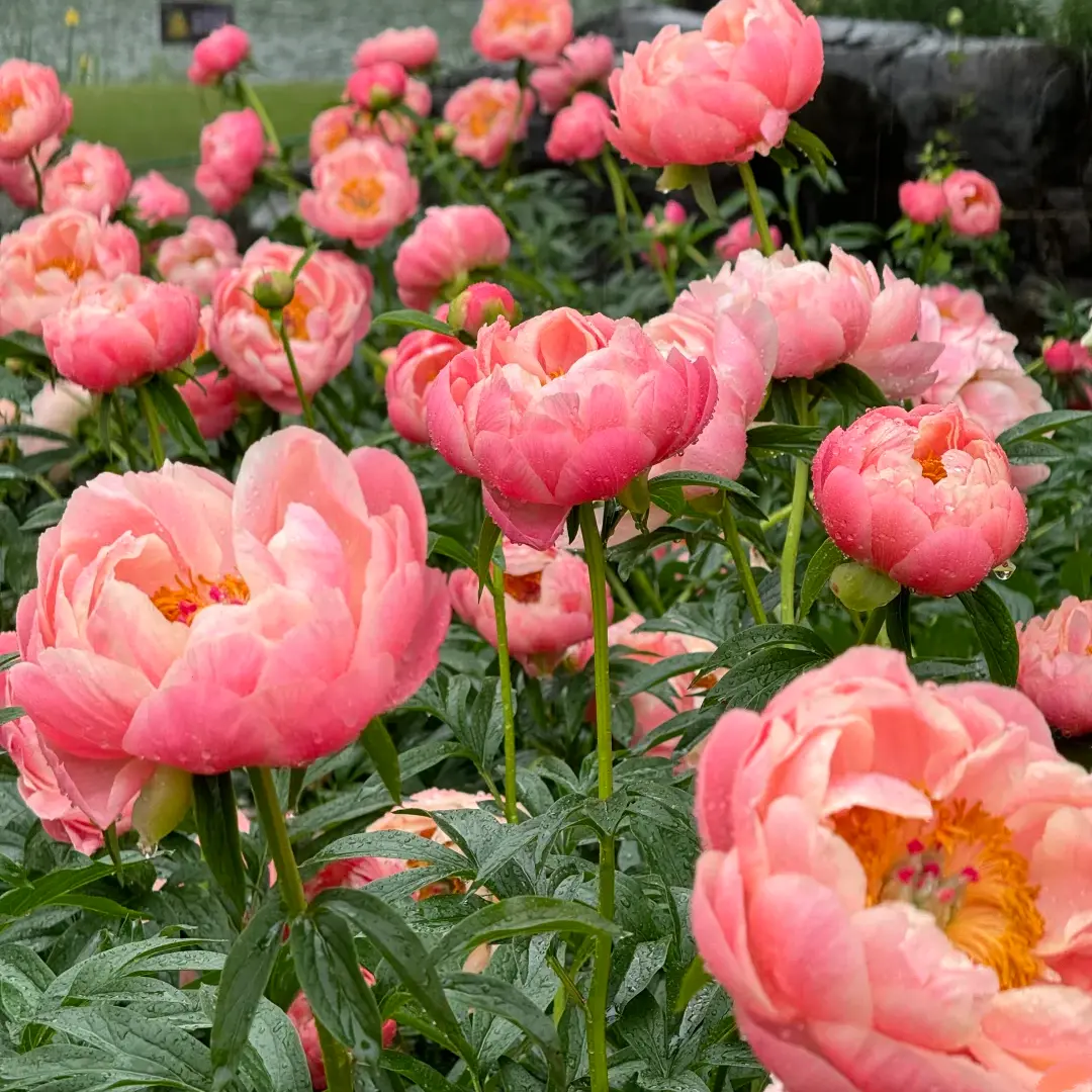 Coral Sunset Peony Tuber Root - Color-Shifting Fragrant Semi-Double Bare Root, Hardy Perennial Outdoor Garden Plant, Ideal Cut-Flower for Home Gardening Enthusiasts