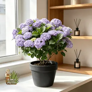 Hydrangea seedlings, low maintenance ornamental shrubs with lush foliage and large flowers, designed for family leisure gardens and small courtyard landscapes